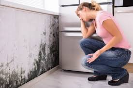 Best Mold Damage Restoration  in Malvern, IA